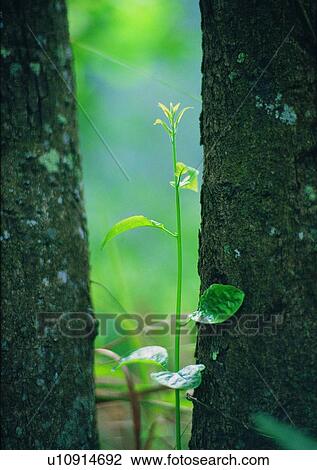 Stock Image - plant, outdoor, nature, tree, leaf. Fotosearch