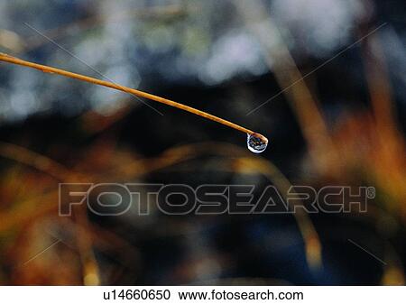 Stock Image - plant, outdoor, nature, water drop. Fotosearch