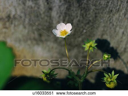 Stock Image - plant, rock, nature, shadow, sun light, flower. Fotosearch