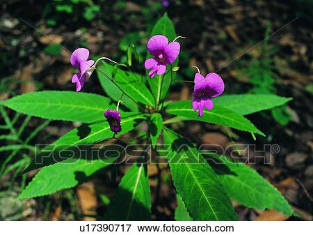 Stock Photo - plant, shadow, flower, outdoor, sun light, leaf. Fotosearch