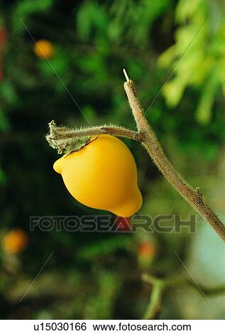 Stock Photograph - plant, tree, outdoor, leaf, nature, fruit. Fotosearch