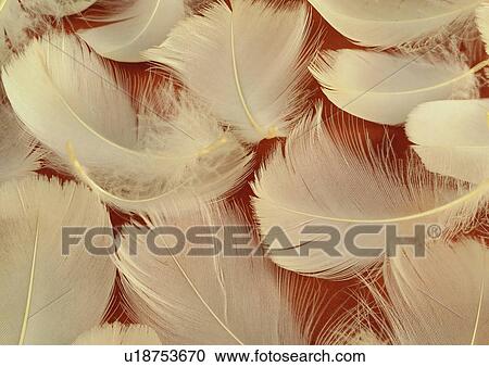 Beige, Close-Up, Feather, Fiber, Full Frame View Large Photo Image Stock Image - Beige, Close-Up, Feather, Fiber, Full Frame. Fotosearch