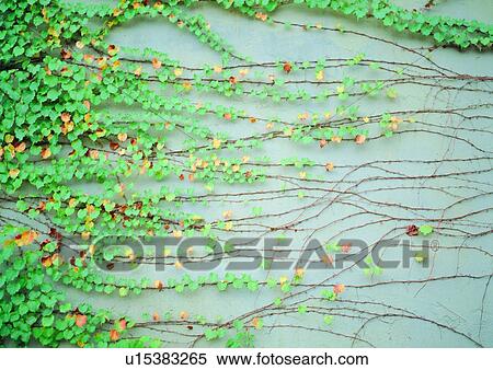 Branch, Climbing, Close-Up, Creeper, Full Frame View Large Photo Image Stock Photography - Branch, Climbing, Close-Up, Creeper, Full Frame. Fotosearch