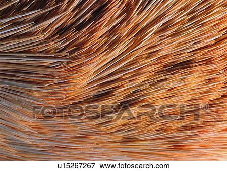 Stock Photo - Close-Up, Dense, Directly Above, Fiber, Full Frame. Fotosearch