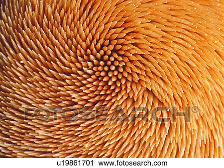 Dense, Abstract, Natural, Close-Up, Indoor View Large Photo Image Stock Image - Dense, Abstract, Natural, Close-Up, Indoor. Fotosearch