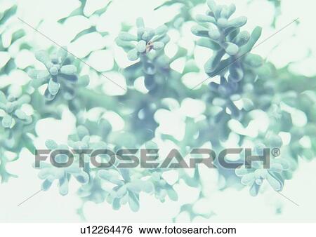 Special Backgrounds, Full Frame, Snow Covered, Snow, Close-Up View Large Photo Image Stock Photograph - Special Backgrounds, Full Frame, Snow Covered, Snow, Close-Up. Fotosearch