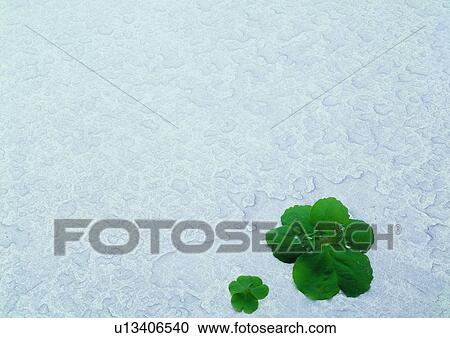 Stock Image - Special Backgrounds, Moisture, Green, Leaf, Nature. Fotosearch
