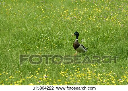 A Duck In A Prairie View Large Photo Image Stock Image - A Duck In A Prairie. Fotosearch