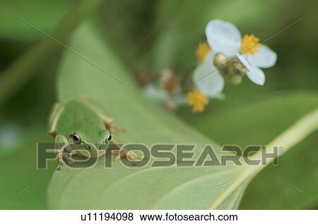 Stock Photo - A Tree Toad. Fotosearch