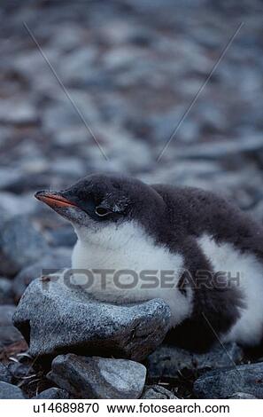 Baby Penguin View Large Photo Image Stock Image - Baby Penguin. Fotosearch