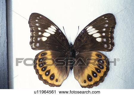 Butterfly View Large Photo Image Stock Image - Butterfly. Fotosearch