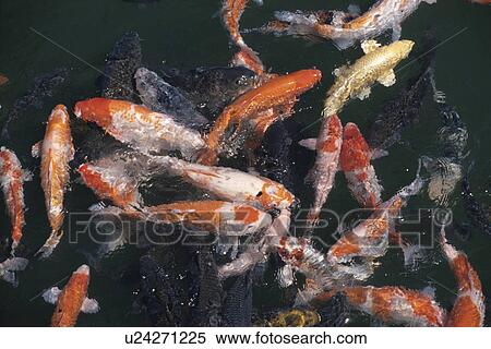 Carp View Large Photo Image Stock Photography - Carp. Fotosearch