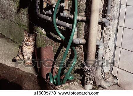 Stock Photo - Cat Near Water Pipes. Fotosearch