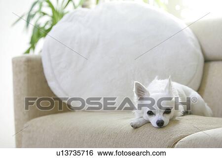 Stock Photograph - Chihuahua Gazed At From A Sofa. Fotosearch