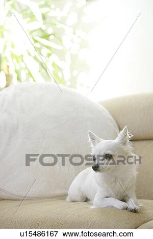 Stock Photo - Chihuahua Relaxes At A Sofa. Fotosearch