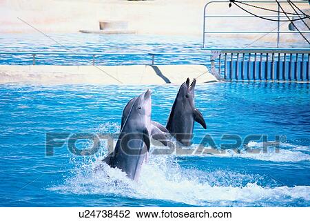 Stock Image - Dolphins Performing. Fotosearch