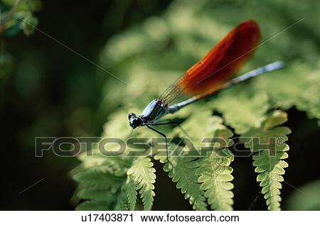Dragonfly On Fern Leaf View Large Photo Image Stock Image - Dragonfly On Fern Leaf. Fotosearch