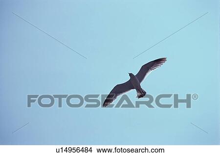 Flying Herring Gull View Large Photo Image Picture - Flying Herring Gull. Fotosearch