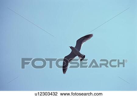 Flying Herring Gull View Large Photo Image Stock Image - Flying Herring Gull. Fotosearch
