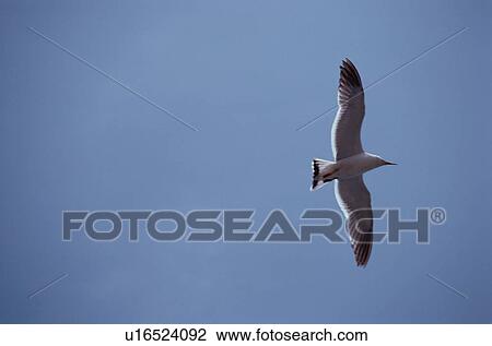 Stock Image - Flying Herring Gull. Fotosearch