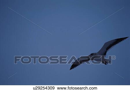 Flying Herring Gull View Large Photo Image Stock Photo - Flying Herring Gull. Fotosearch