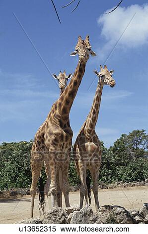 Giraffe View Large Photo Image Stock Photography - Giraffe. Fotosearch