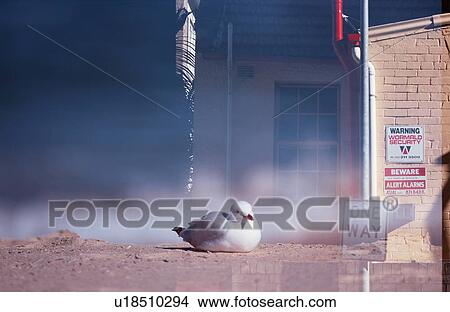 Herring Gull And Building View Large Photo Image Picture - Herring Gull And Building. Fotosearch