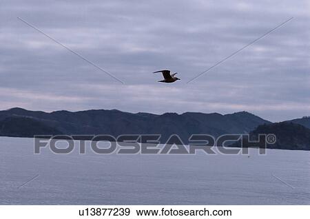 Herring Gull And Mountains View Large Photo Image Stock Photo - Herring Gull And Mountains. Fotosearch