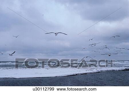 Herring Gulls At Beach View Large Photo Image Stock Photo - Herring Gulls At Beach. Fotosearch