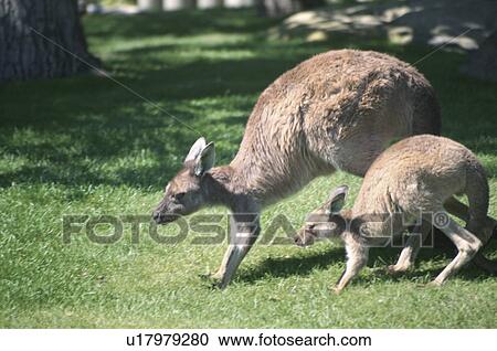 Kangaroos In Netherlands View Large Photo Image Stock Image - Kangaroos In Netherlands. Fotosearch