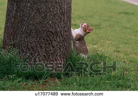Stock Photo - Kitten Climbing Tree. Fotosearch