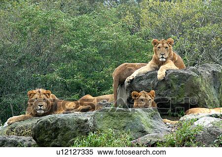 Stock Photography - Lions. Fotosearch