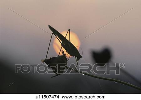 Picture - Locust At Sunrise. Fotosearch