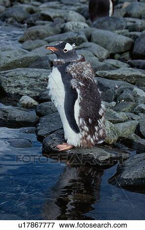 Stock Photo - Penguin Reflected In Water. Fotosearch