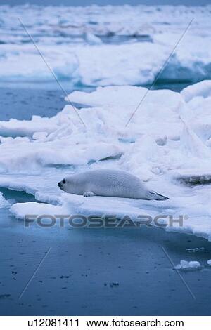 Stock Image - Seal On Ice Floe. Fotosearch