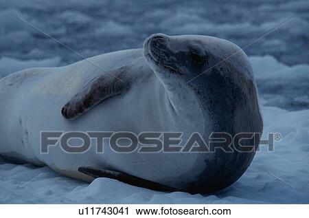 Stock Image - Seal Resting On Ice. Fotosearch