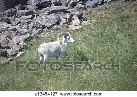 Sheep View Large Photo Image Stock Photo - Sheep. Fotosearch