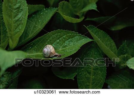 Snail On Leaf View Large Photo Image Stock Image - Snail On Leaf. Fotosearch