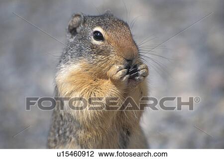 Stock Image - Squirrel. Fotosearch