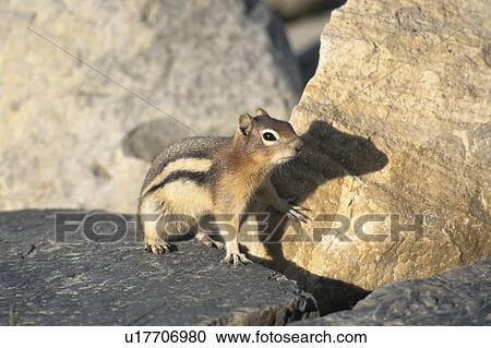 Squirrel View Large Photo Image Stock Image - Squirrel. Fotosearch