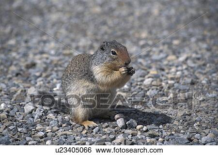 Squirrel View Large Photo Image Stock Photograph - Squirrel. Fotosearch