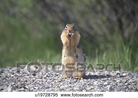 Stock Photography - Squirrel. Fotosearch