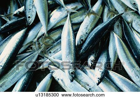 Stock Image - Stacks Of Fish. Fotosearch