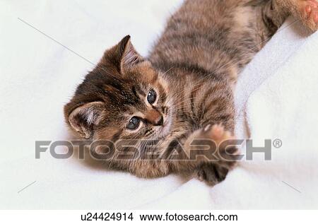 Tabby Kitten On Towel View Large Photo Image Picture - Tabby Kitten On Towel. Fotosearch