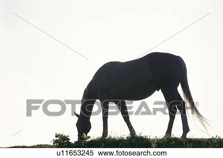 Stock Photography - The Silhouette Of A Horse. Fotosearch
