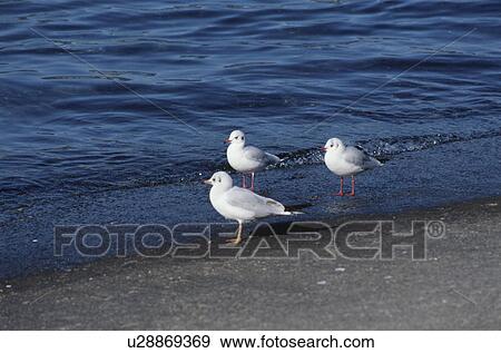 Three Sea Gulls On The Beach In The United States View Large Photo Image Stock Photo - Three Sea Gulls On The Beach In The United States. Fotosearch