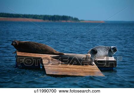 Stock Image - Three Seals On Platform. Fotosearch