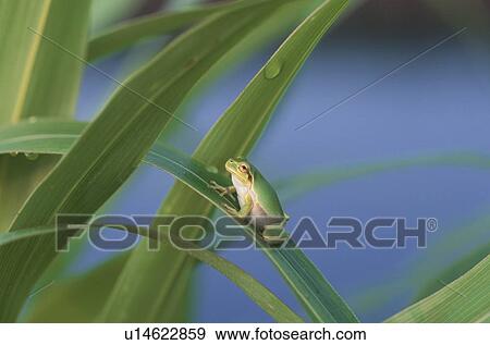Stock Photo - Treefrogs. Fotosearch
