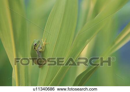 Stock Photograph - Treefrogs. Fotosearch