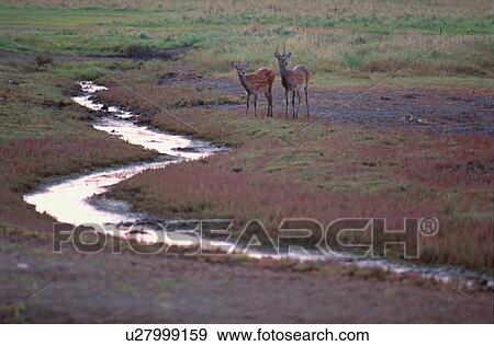 Stock Photo - Two Deers Near Stream. Fotosearch